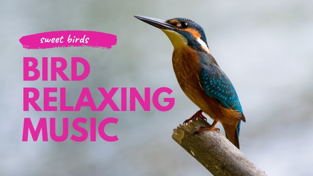 Bird | Relaxing Music With Birds, Bird Relaxing music, Meditation Music