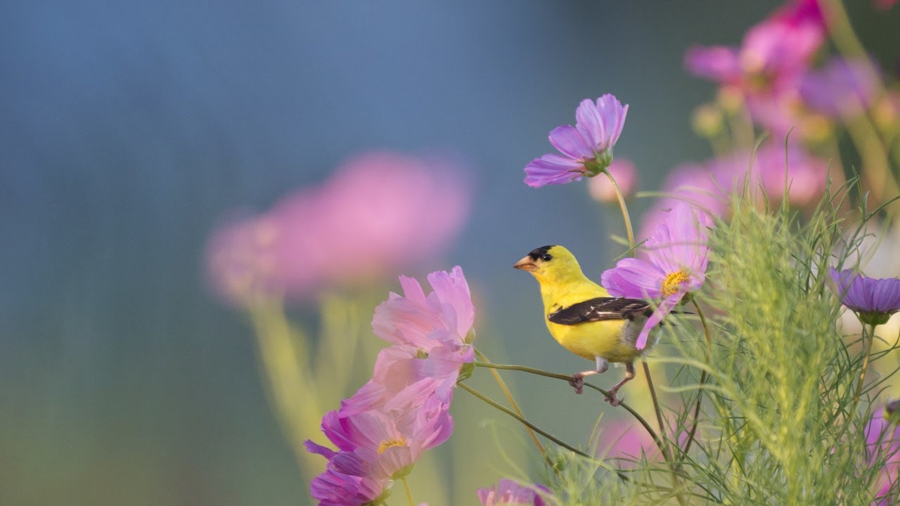 Beautiful Relaxing Hymns Peaceful Instrumental Music Tuesday Morning Beautiful Relaxing Hymns Peaceful Instrumental Music Tuesday Morning