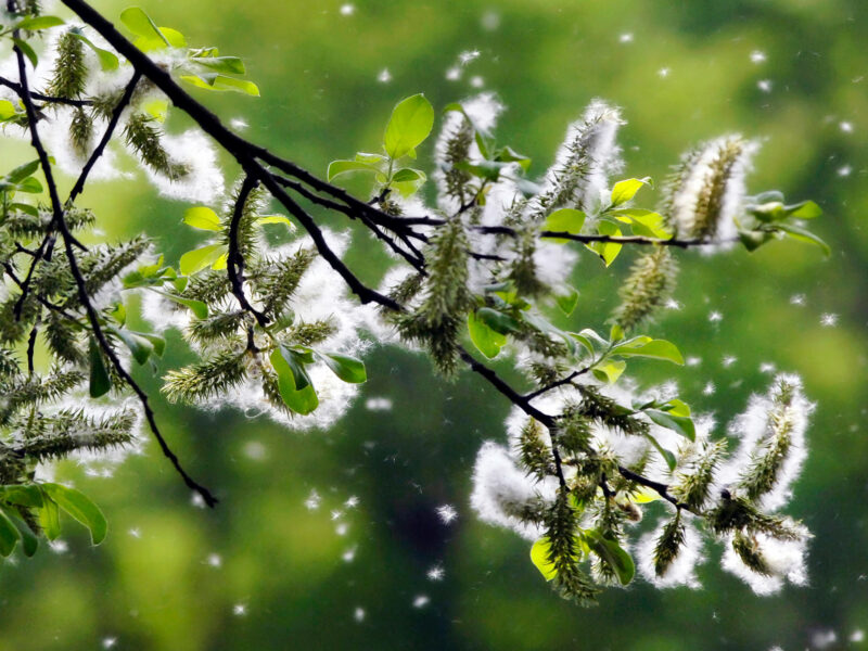 1800x1200 10 worst cities for spring allergies slideshow