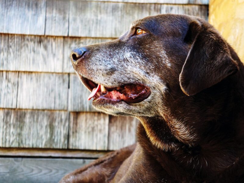 Like Humans, a Dog's Odds for Dementia Rises With Age 4 1800x1200 aging pets features