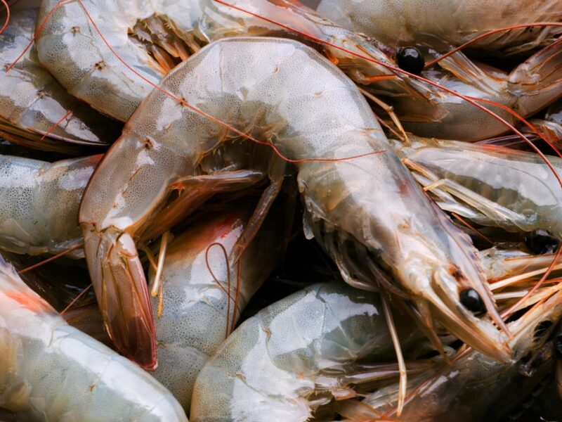 Sudden Reaction to a Food? It Could Be Adult-Onset Allergy 10 1800x1200 all about shrimp slideshow