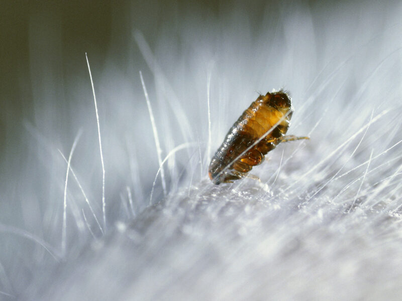 1800x1200 are you making flea mistakes quiz