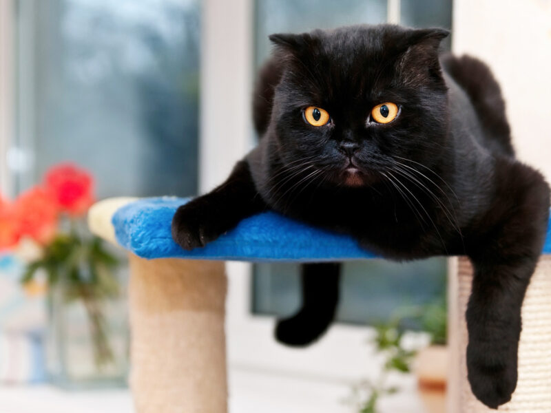 1800x1200 black cat lying on cat tree other