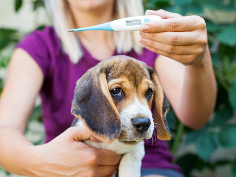 1800x1200 covid19 19