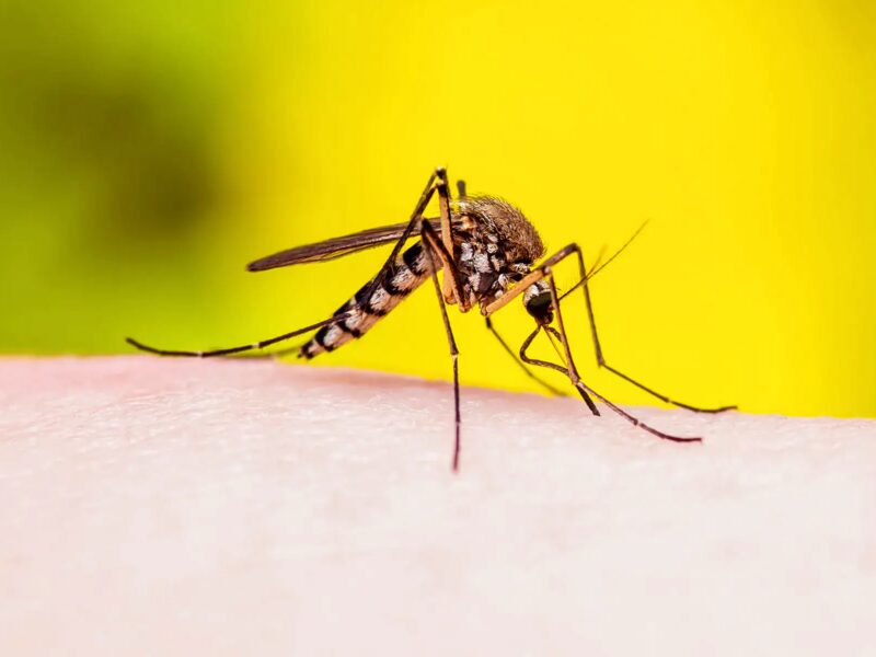 Mosquito-Resistant, Bite Proof Clothing in the Works 8 1800x1200 culex mosquito close up other