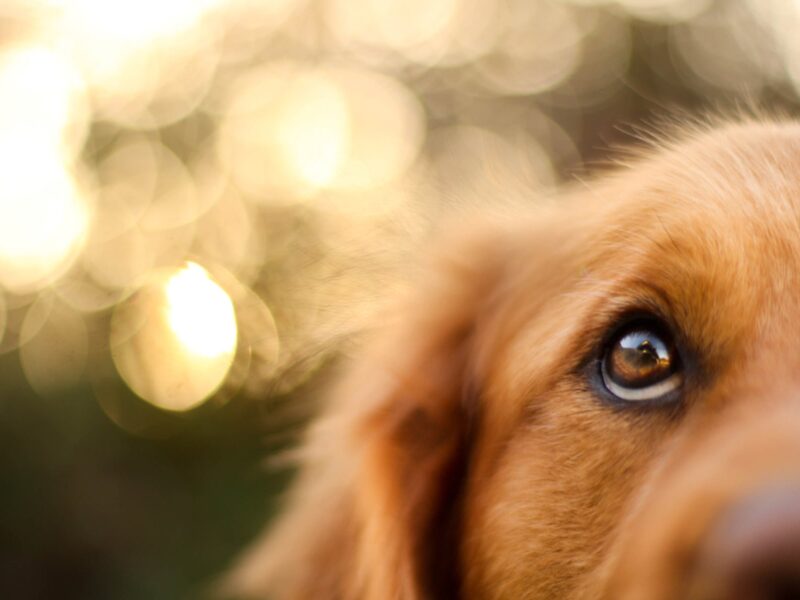 1800x1200 dog looking other