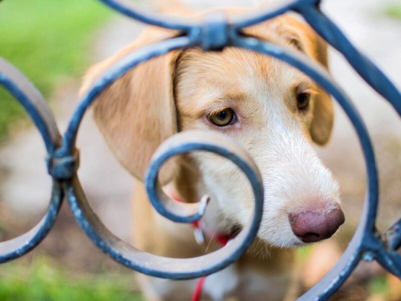 1800x1200 dog looking through metal fence other