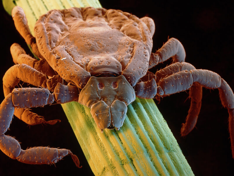 From Trees and Grapefruit Comes New Bug Repellent 10 1800x1200 flea and tick slideshow