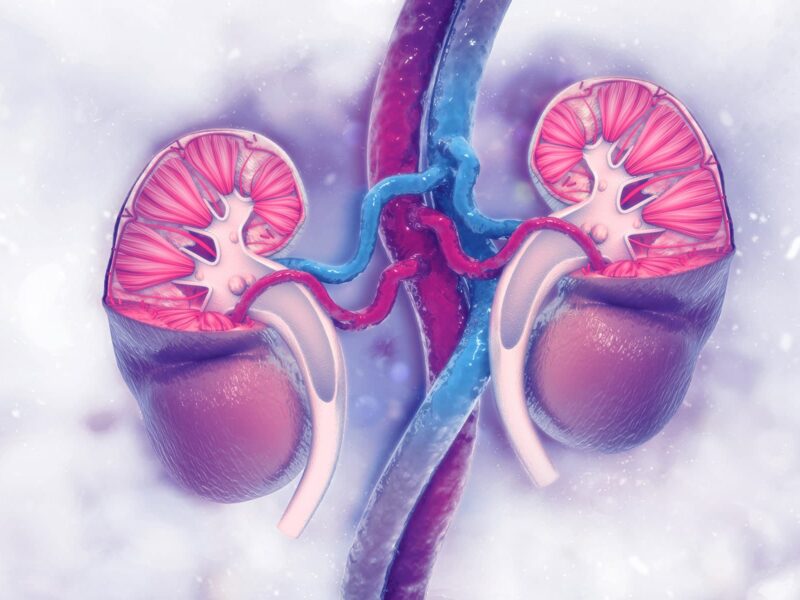 1800x1200 medical illustration kidney blue cut 01 other