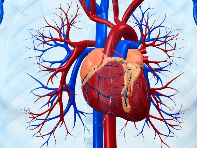 1800x1200 picture of the heart img collection