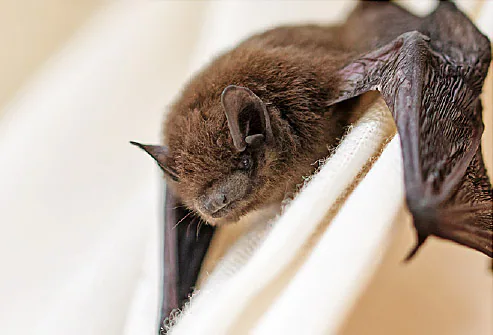 Almost 200 People at Zoo May Have Been Exposed to Rabid Bat 8