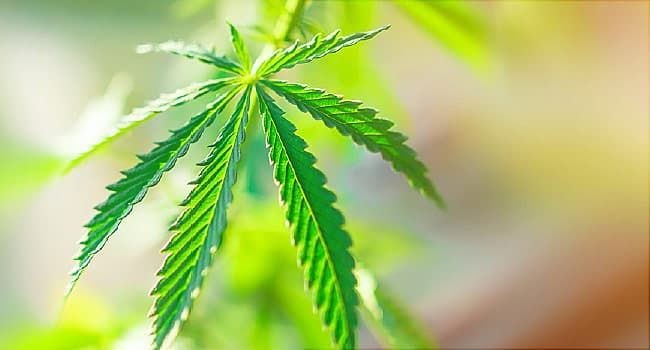 3 Toddlers Hospitalized After Eating Goldfish Crackers Spiked With THC 1